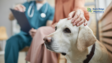 Medication Compliance Challenges in Senior Pets: How Flavored Chews & Easier Dosage Forms Help