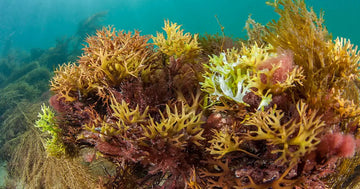Sea Moss Benefits and Risks 