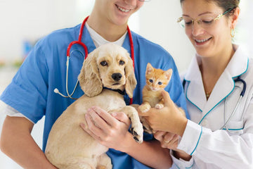 Veterinary Medication Shortages: How Compounding Fills the Gap